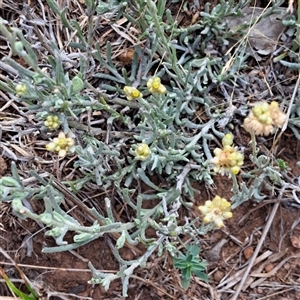 Pseudognaphalium luteoalbum at Watson, ACT - 27 Jan 2025 10:19 AM