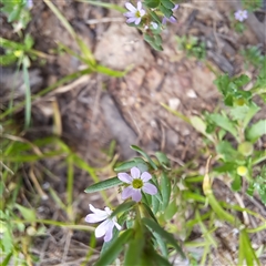 Lythrum hyssopifolia (Small Loosestrife) at Watson, ACT - 27 Jan 2025 by abread111