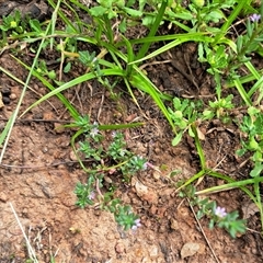 Lythrum hyssopifolia at Watson, ACT - 27 Jan 2025 10:16 AM