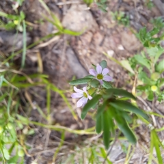 Lythrum hyssopifolia at Watson, ACT - 27 Jan 2025 10:16 AM