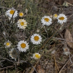 Leucochrysum albicans subsp. tricolor at Whitlam, ACT - 26 Oct 2024 by AlisonMilton