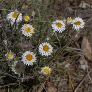 Leucochrysum albicans subsp. tricolor at Whitlam, ACT - 26 Oct 2024 11:17 AM