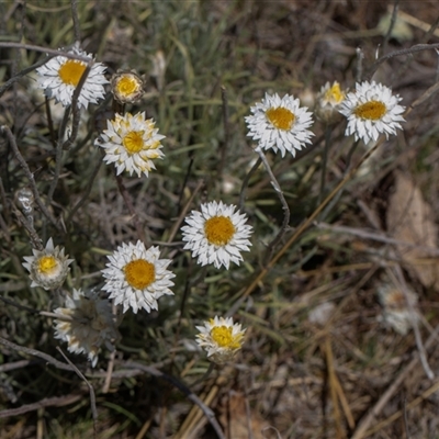 Leucochrysum albicans subsp. tricolor at Whitlam, ACT - 26 Oct 2024 by AlisonMilton