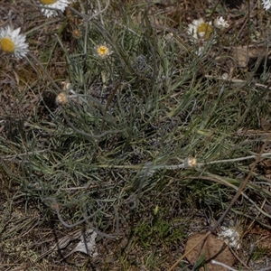 Leucochrysum albicans subsp. tricolor at Whitlam, ACT - 26 Oct 2024 11:17 AM