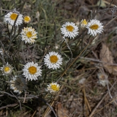 Leucochrysum albicans subsp. tricolor at Whitlam, ACT - 26 Oct 2024 11:17 AM