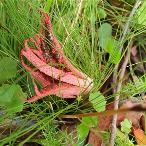 Clathrus archeri at Forbes Creek, NSW - suppressed