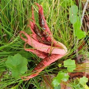 Clathrus archeri at Forbes Creek, NSW - suppressed