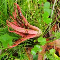 Clathrus archeri at Forbes Creek, NSW - suppressed