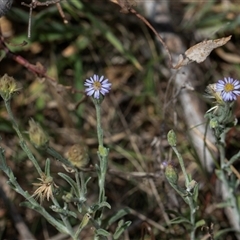 Vittadinia gracilis (New Holland Daisy) at Whitlam, ACT - 26 Oct 2024 by AlisonMilton