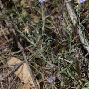 Vittadinia gracilis at Whitlam, ACT - 26 Oct 2024 11:20 AM