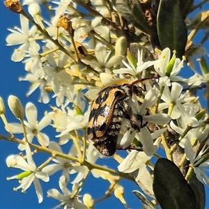 Clithria eucnemis at Bungendore, NSW - suppressed