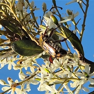 Clithria eucnemis at Bungendore, NSW - suppressed