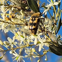 Clithria eucnemis at Bungendore, NSW - suppressed