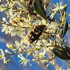 Clithria eucnemis at Bungendore, NSW - suppressed