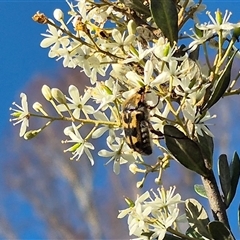 Clithria eucnemis at Bungendore, NSW - suppressed