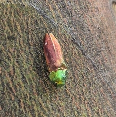 Diphucrania cupripennis (A Jewel Beetle) at Bungendore, NSW by clarehoneydove