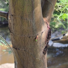 Diphucrania cupripennis at Bungendore, NSW - suppressed