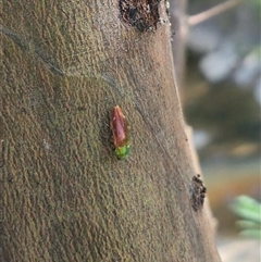 Diphucrania cupripennis at Bungendore, NSW - suppressed