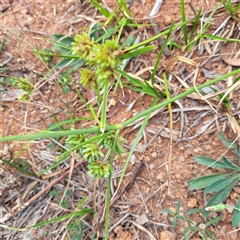 Cyperus eragrostis (Umbrella Sedge) at Watson, ACT - 26 Jan 2025 by abread111