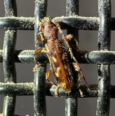 Bethelium diversicorne (Wattle Longhorn) at Ainslie, ACT - 27 Jan 2025 by Pirom