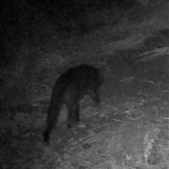 Felis catus (Feral Cat) at Kangaroo Valley, NSW - 26 Jan 2025 by lbradley