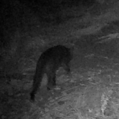 Felis catus (Feral Cat) at Kangaroo Valley, NSW - 26 Jan 2025 by lbradley