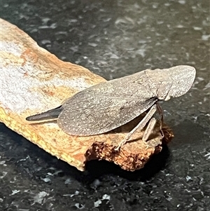 Ledromorpha planirostris at Weetangera, ACT - suppressed