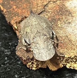 Ledromorpha planirostris at Weetangera, ACT - suppressed