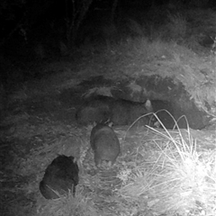 Vombatus ursinus (Common wombat, Bare-nosed Wombat) at Kangaroo Valley, NSW - 27 Jan 2025 by lbradley