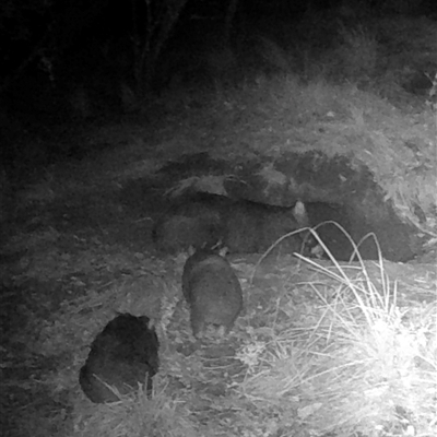 Vombatus ursinus (Common wombat, Bare-nosed Wombat) at Kangaroo Valley, NSW - 26 Jan 2025 by lbradley