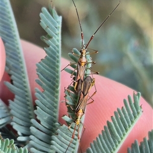 Rayieria acaciae (Acacia-spotting bug) at Bungendore, NSW by clarehoneydove