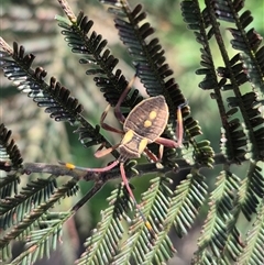 Mictis profana (Crusader Bug) at Bungendore, NSW - 27 Jan 2025 by clarehoneydove