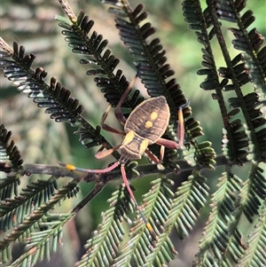 Mictis profana at Bungendore, NSW - suppressed