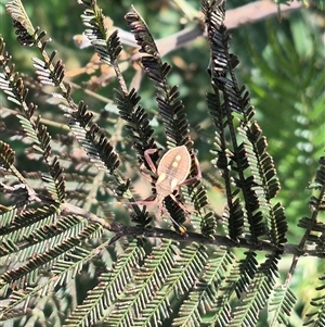 Mictis profana at Bungendore, NSW - suppressed