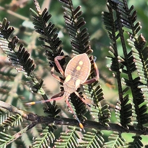 Mictis profana at Bungendore, NSW - suppressed