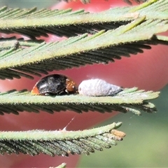 Cryptolaemus montrouzieri (Mealybug ladybird) at Bungendore, NSW - 27 Jan 2025 by clarehoneydove