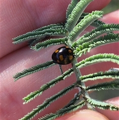 Orcus australasiae (Orange-spotted Ladybird) at Bungendore, NSW - 27 Jan 2025 by clarehoneydove