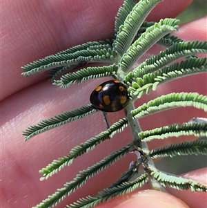 Orcus australasiae at Bungendore, NSW - suppressed