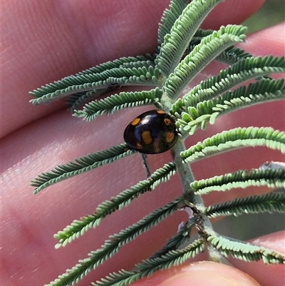 Orcus australasiae (Orange-spotted Ladybird) at Bungendore, NSW - 27 Jan 2025 by clarehoneydove