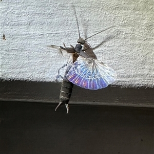 Nala lividipes (Black field earwig) at Ainslie, ACT by Pirom