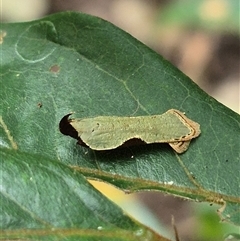 Dichomeris ochreoviridella (A Gelechioid moth (Dichomeridinae) at Burnside, QLD - 23 Jan 2025 by clarehoneydove