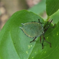 Tessaratomidae (Family) at Burnside, QLD - 23 Jan 2025 by clarehoneydove