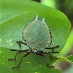 Tessaratomidae (Family) at Burnside, QLD - 23 Jan 2025 01:00 PM