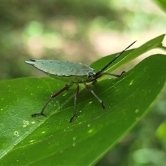 Tessaratomidae (Family) at Burnside, QLD - 23 Jan 2025 01:00 PM