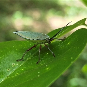 Tessaratomidae (Family) at Burnside, QLD - 23 Jan 2025 01:00 PM