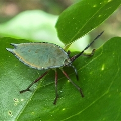 Tessaratomidae (Family) at Burnside, QLD - 23 Jan 2025 01:00 PM