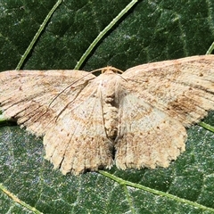 Unidentified Moth (Lepidoptera) at Burnside, QLD - 19 Jan 2025 by clarehoneydove