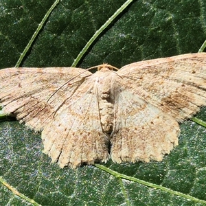 Unidentified Moth (Lepidoptera) at Burnside, QLD by clarehoneydove