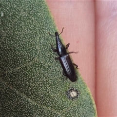 Brentini (tribe) (A brentid weevil) at Burnside, QLD - 19 Jan 2025 by clarehoneydove