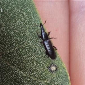 Brentini (tribe) (A brentid weevil) at Burnside, QLD by clarehoneydove